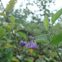 Solanum dulcamara fleur